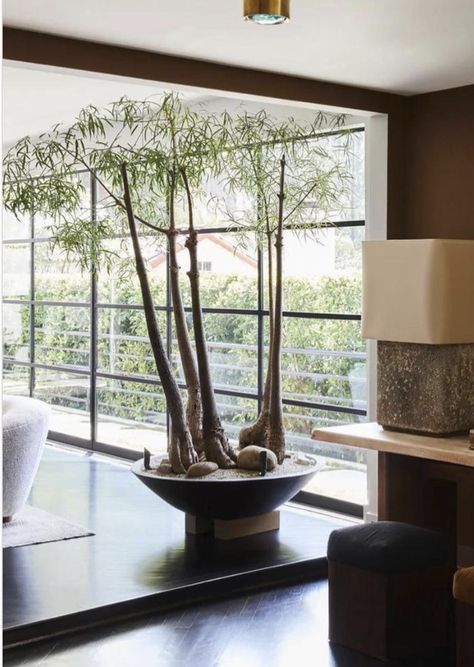 Bonsai Garden Indoor, Home Decor Bedroom Ideas, Home Decorating Styles, Interior Design Plants, Indoor Bonsai Tree, Indoor Tree, Japandi Decor, Decor Bedroom Ideas, Indoor Trees