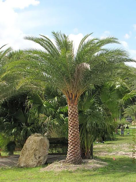 22 Best Palm Trees in Florida | Florida Palm Trees Species Palm Tree Types, Palm Trees Garden, Canary Island Date Palm, Florida Palm Trees, Palm Trees Landscaping, Small Palm Trees, Kentia Palm, Date Palm, Coconut Palm Tree