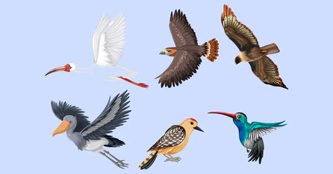 Speciation refers to the process by which new species arise from existing ones. It is a fundamental concept in evolutionary biology that explains the diversity of life on our planet. Evolutionary Biology, Anthropology, Our Planet, The Process, Biology, Evolution, Planets