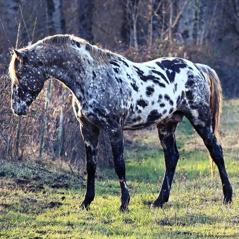 Black Appaloosa, Percheron Horses, Horse Markings, Horse Riding Quotes, Horse Inspiration, Horse Riding Clothes, Most Beautiful Horses, Appaloosa Horses, Majestic Horse