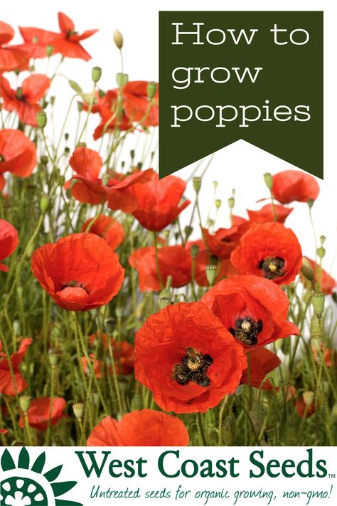 Poppy Plant, Growing Poppies, Cottage Gardening, Planting Poppies, Flower Farming, Homestead Life, Grow Flowers, Sustainable Gardening, Rustic Backyard