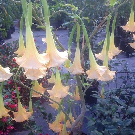 Piskel Art, Angel Trumpet, Nothing But Flowers, Flower Therapy, January 20, Pretty Plants, Fairy Dust, Sanskrit, Nature Aesthetic