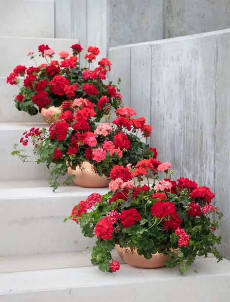 Geranium Planters, Summer Planter, Geranium Plant, Geranium Flower, Diy Patio Decor, Red Geraniums, Container Gardening Flowers, Summer Mantle Decor, Apartment Patio Decor