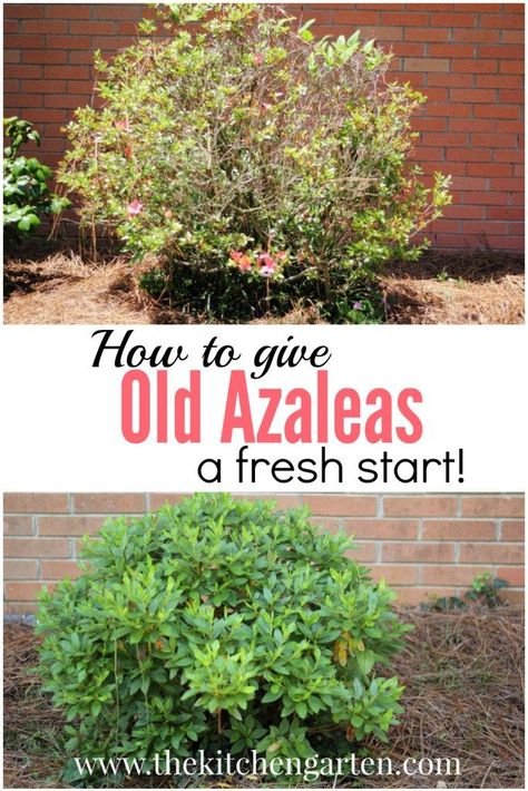 Pruning Azaleas, Azaleas Landscaping, Azaleas Care, Azalea Bush, Azaleas Garden, Landscape Designs, The Secret Garden, Garden Yard Ideas, Olive Garden