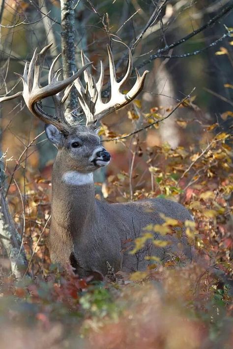 Deer Pics, Hunting Ranch, Whitetail Deer Pictures, Whitetail Hunting, Snow Travel, Whitetail Deer Hunting, Cold Christmas, Big Deer, Deer Horns