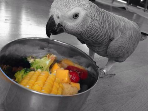 Parrot Chop, African Grey Toys, African Toys, Homemade Bird Toys, Parrot Diet, Congo African Grey, Pet Birds Parrots, Parrot Training, List Of Vegetables