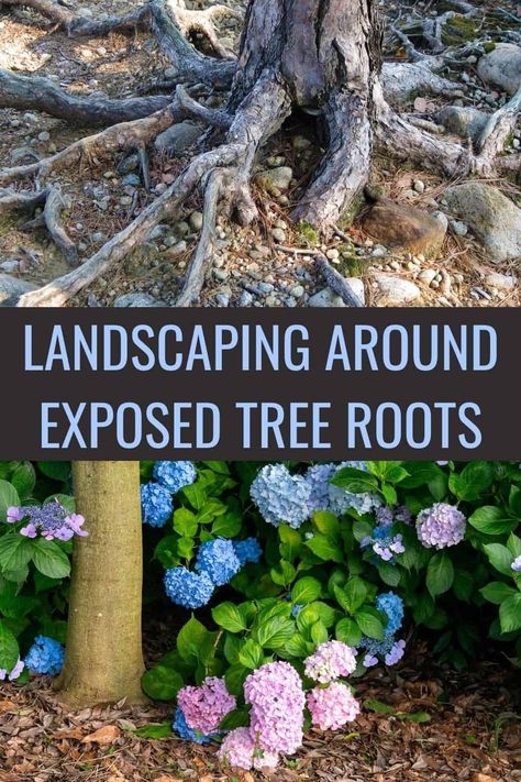 Bottom Of Hill Landscaping, Tree Ring Garden Ideas, Between Trees Ideas, Landscape Ideas Around Large Trees, Landscaping Under Trees Backyards, Flowerbed Around Tree Front Yards, Landscaping Around A Large Tree, Landscaping For Large Yards, Raised Beds Around Trees