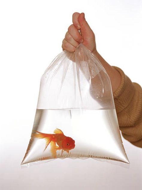 Goldfish In Bag, Goldfish In A Bag, Fish Bags, Class Pet, Fish Supplies, Fish In A Bag, Pet Fish, Poly Bags, Aquarium Fish