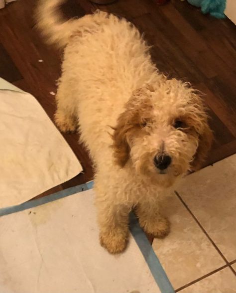 Dog for adoption - Othello, a Poodle & Golden Retriever Mix in Colleyville, TX | Petfinder Golden Retriever Mix, Doodle Dog, Helping The Homeless, Poodle Puppy, Dog Adoption, Animal Rescue, Golden Retriever, Adoption, Doodles