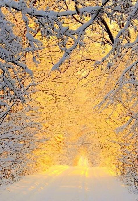 . Winter Schnee, Winter Szenen, Winter Scenery, Winter Beauty, Snow Scenes, Winter Pictures, Winter Wonder, Cool Stuff, Winter Landscape