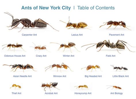 Ants by Alexander Wild. Ant Lesson, Sugar Ants, Types Of Ants, White Ant, Ant Bites, Ant Species, Ants In House, Ant Infestation, Types Of Bugs