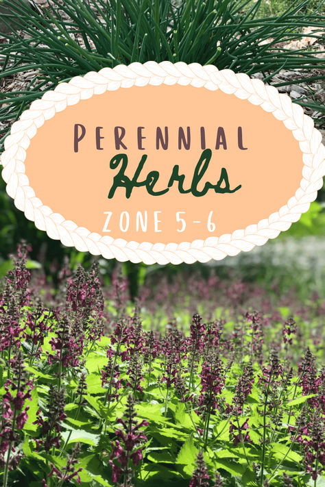 No matter your growing zone, perennial herbs can help you save money!  Come find out what herbs are perennials in zones 5-6.  This could save you so much money!  I know it does for me!  Come follow us over to Our Eden Cultivated. Zone 6 Perennials Landscaping, Perennial Herbs Zone 5, Perennial Herbs In Zone 6, Zone 5 Perennials, Perrenial Herbs, Zone 4 Perennials, Medicinal Herbs Garden, Homesteading Ideas, Shade Perennials