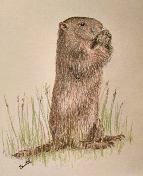 Ground Hog Tattoo, Hog Tattoo, Ground Hog, Color Pencil, Wildlife Art, Colored Pencils, Crayon, Hand Drawn, Mixed Media