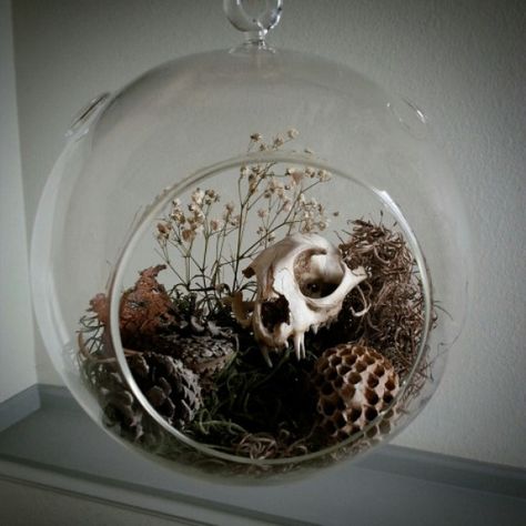 love this skull display Bone Display, Bone Decor, Oddities Decor, Vibeke Design, Wasp Nest, Taxidermy Art, Vulture Culture, Bone Crafts, Witchy Crafts