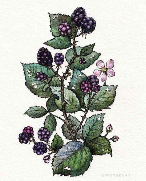 Blackberry Tattoo, Botanical Prints Free, Witch Tattoo, Vine Tattoos, Floral Tattoo Sleeve, Time Tattoos, Botanical Illustration, Future Tattoos, Cute Tattoos