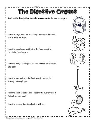 Digestive System Parts, Digestive System Project, Digestive System Activities, Digestive System Organs, Digestive System Diagram, Digestive System Worksheet, Cc Foundations, Anchor Charts First Grade, Letter To My Boyfriend