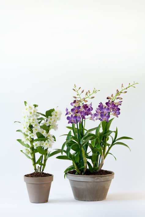 Dendrobium Orchids Care, Orchid Propagation, Orchid Food, Wilted Flowers, Orchid Varieties, Orchid Centerpieces, Types Of Orchids, Orchid Bouquet, Growing Orchids