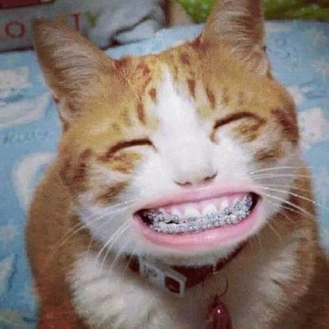 Cutest Kittens Ever, Teeth Drawing, Animal Teeth, International Cat Day, Smiling Cat, Funny Animal Photos, Baby Memes, New Cat, Birthday Meme