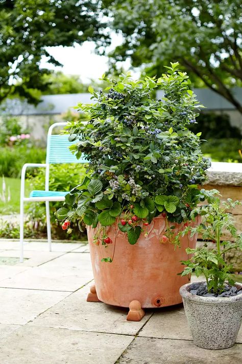 How to Grow Raspberries in Containers Some raspberry varieties grow too large to easily grow in containers, but newer types, such as 'Heritage' or 'Raspberry Shortcake', a dwarf, thornless variety, are well suited to growing in large pots. If you choose another variety, be sure it is a fall-bearing type. Planting tips: Plant raspberries in a container that is at least 24 to 36 inches wide and deep. Half-barrels or five-gallon pots are ideal sizes that allow enough room for new canes to grow Blueberry Garden, Strawberries In Containers, Zinnia Garden, Raspberry Bush, Growing Raspberries, Types Of Berries, Raspberry Plants, Bush Garden, Berry Garden