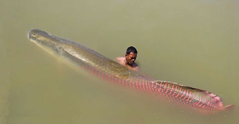 When people think of the Amazon River they typically only remark on the piranha but the Amazon itself it full of scores of incredible fish and wild life. Ancient Fish, Jeremy Wade, Ikan Air Tawar, River Monsters, Giant Fish, Nature Science, Monster Fishing, Salt Water Fishing, Kingdom Animalia