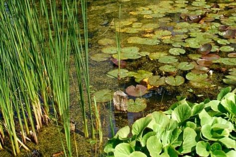 How To Create A Natural Swimming Pond - Water Garden Advice Glampground Ideas, Pond Restoration, Woodland Landscaping, Woodland Management, Pond Spitters, Farm Ponds, Swim Pond, Clear Pond, Lavender Hedge