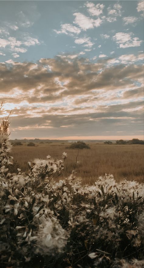 Flowers in foreground with a sunset over the marsh. Farmhouse Vibes Aesthetic, Aesthetically Pleasing Wallpaper Iphone, Asthetic Picture Wallpaper Ios 16, Vintage Western Background, Western Iphone Home Screen, Authentic Iphone Wallpaper, Wallpaper Backgrounds Outside, Western Boho Background, Southern Wallpaper Iphone