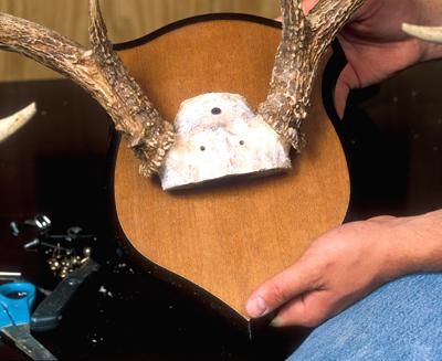 On a standard skull mount, secure the skull to the mounting plaque with three drywall screws. Mounting Deer Antlers Diy, Deer Antler Mount Ideas, Antler Mount Ideas, Deer Antlers Diy, Antlers Diy, Deer Antler Ideas, Antler Mounts, Diy Antler, Diy Antlers