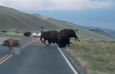 Buffalo Pictures, Buffalo Animal, Wind Cave National Park, American Bison, Traffic Jam, Indigenous Community, Native American Tribes, Plant Species, Yellowstone National