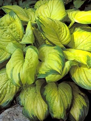 Picture Hosta Care, Black Adder, Plantain Lily, Hosta Varieties, Spring Hill Nursery, Hosta Gardens, Hosta Plants, Shade Perennials, Shade Plants