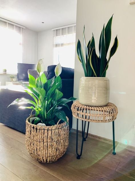 10 simple ways to Feng Shui your home for Libra season — ASHLINA KAPOSTA Living Room Cabinet Decor, Libra Season Is Here, Senora Era, Apartment Signs, Indoor Forest, Boho Decor Ideas, How To Feng Shui Your Home, Plant Arrangement, Simple Living Room Decor