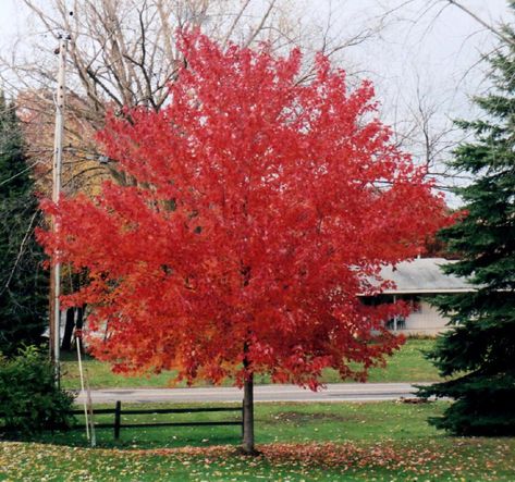 Annual Pots, Red Sunset Maple, Acer Rubrum, Red Maple Tree, Winter Greens, Backyard Trees, Household Plants, Sunset Red, Plant Care Houseplant