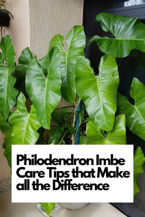 Elevate your Philodendron Imbe's health with our expert care tips. Whether you're a plant enthusiast or new to Philodendrons, this comprehensive guide shares the essential secrets for making all the difference in your plant's growth. IG Photo by: plantasnavaranda Philodendron Varieties, Take Care Of Plants, Evergreen Climbers, Philodendron Care, Air Layering, Philodendron Plant, Fast Growing Plants, Plant Needs, Plant Growth