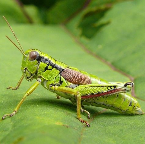 Grasshopper Photography, Insect Sketch, Grasshopper Pictures, Grasshopper Art, Grasshopper Images, Grass Hopper, Agriculture Photography, Green Grasshopper, Cool Insects