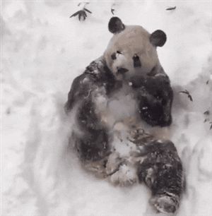 #getyousome #itshippie #hippiestuff #stayliftedyoubitches Panda In Snow, Panda Habitat, Playing In Snow, Giant Panda Bear, Pandas Playing, Snow Gif, Panda Gif, Panda Love, Giant Panda