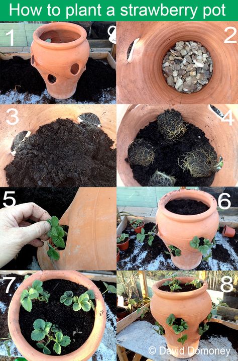 How to plant a terracotta strawberry pot. Step by step instructions with pictures to planting a strawberry pot with holes in it via www.daviddomoney.com Strawberries In A Pot, How To Grow Strawberries, Strawberry Pot, Gemüseanbau In Kübeln, Grow Strawberries, Kitchen Gardening, Strawberry Pots, Urban Homestead, Strawberry Planters