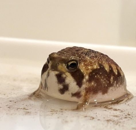 Potato Fairy Frog, Potato Frog, Cute Frogs Aesthetic, Frog Cute Aesthetic, Pfp Frog, Rain Frogs Cute, Brown Frog Aesthetic, Dessert Rain Frog, Frog Art Aesthetic