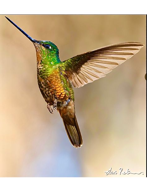 Golden-bellied Starfrontlet, Coeligena bonapartei (female) Birds, Animals