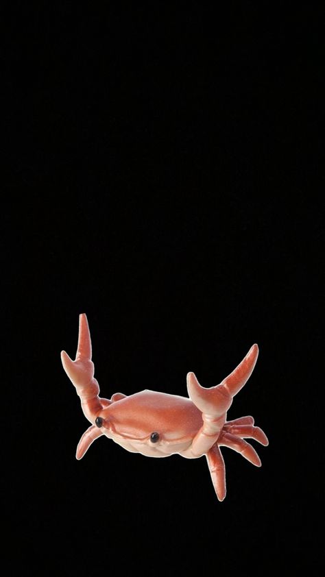 Black hibicus crab background Crab Wallpaper, Cool Wallpapers Art, Phone Background, Phone Backgrounds, Cool Wallpaper, Art Wallpaper, Crab, Art