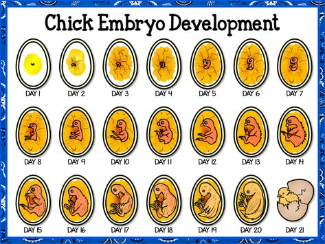 Stages Of Chicken Egg Development, Hatching Chicks In The Classroom, Incubating Chicken Eggs, Oviparous Animals, Chicken Life Cycle, Science Exhibition, Hatching Chickens, Embryonic Development, Life Cycles Activities