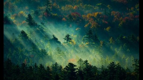 Steam Workshop::In The Early Morning Forest Nature Pfp, Morning Forest, Forest Wallpaper, For Desktop, Pc Laptop, Early Morning, Macbook, Oil Painting, Trees