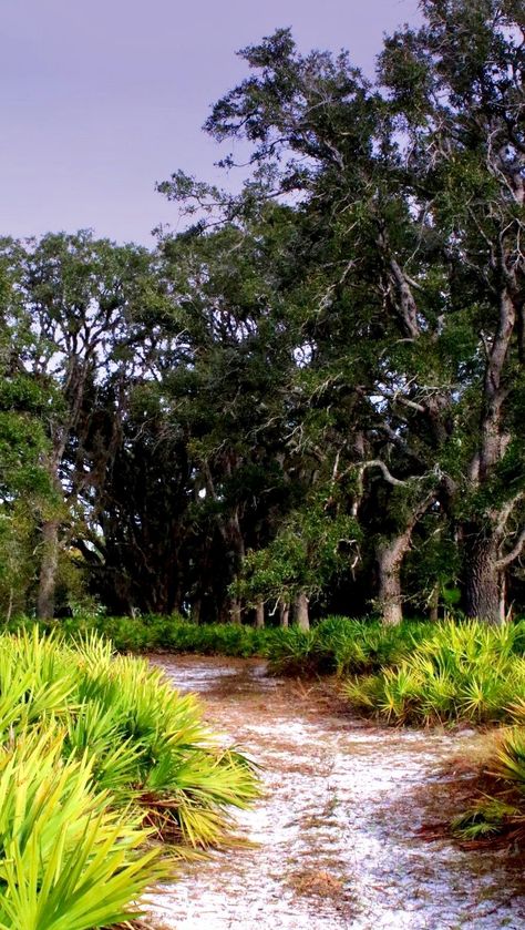 Florida Woods, Florida Scenery, Florida Trees, Summer Core, Travel Notebook, Georgia Usa, Coastal Charm, Birch Trees, Old Florida