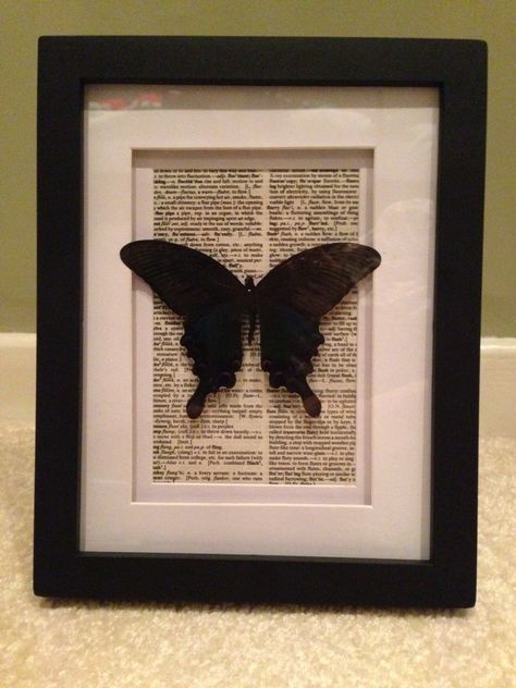 Butterfly In Picture Frame, Butterfly Taxidermy Decor, Framed Bugs, Pinned Butterflies, Diy Gothic Decor Crafts, Insect Pinning, Mounted Butterflies, Entomology Decor, Taxidermy Butterflies