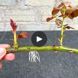 How To Grow Roses, Pruning Roses, Rooting Roses, Grafting Plants, Plants In Jars, Flower Growing, Rose Cuttings, Outside Plants, Mosquito Repelling Plants