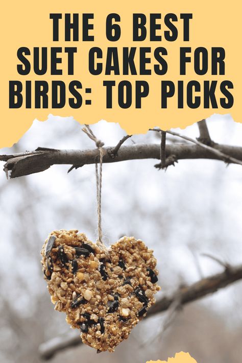 Discover Birdwatching Magic: Best Suet Cakes for Birds Homemade Bird Suet Cakes, How To Make Suet Cakes For Birds, Bird Suet Recipes Homemade, Suet Cakes For Birds Recipes, Diy Suet Cakes, Bird Suet Recipes, Suet Recipe, Bird Suet, Suet Cakes