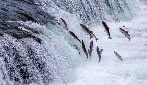 Definitions: (Of a fish such as the salmon) migrating up rivers from the sea to spawn.. Celtic Symbol, Katmai National Park, Sockeye Salmon, Salmon Run, Salmon Fish, Wild Salmon, Social Media Trends, Bitcoin Price, Marine Life