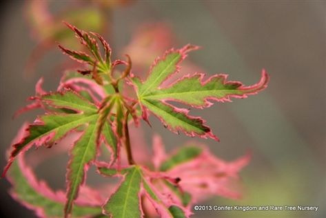 Dreamy Gardens, Shade Annuals, Something Green, Sacred Garden, Garden Of Earthly Delights, Gardening Trends, Tree Nursery, Acer Palmatum, Plant Labels