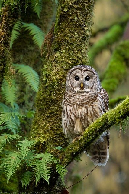 Pacific Northwest Owls, Owl Photography Amazing Photos, Barred Owl Tattoo, Barred Owl Photography, Forest Owl, Owl Photography, Barred Owl, Owl Photos, Hoot Owl