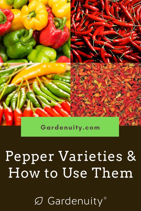 Recipes For Peppers From Garden, What To Do With Hot Peppers From Garden, Pickle Banana Peppers Recipe, Winterize Pepper Plants, Grapefruit Margarita Recipe, Grow Bell Peppers From Scraps, Shishito Pepper Recipe, Grow Peppers, Hot Pepper Varieties