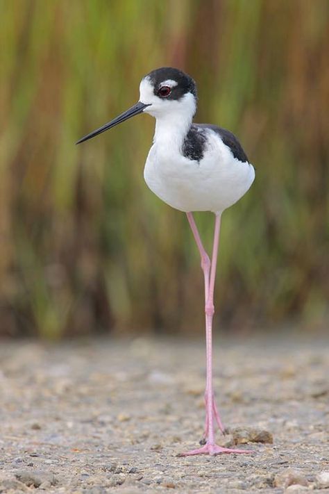 Cigüeñuela de cuello negro (Himantopus mexicanus) es una especie de ave Charadriiforme de la familia Recurvirostridae propia de América. Wild Birds Photography, Animal Photography Wildlife, Nature Birds, Exotic Birds, Pretty Birds, Sea Birds, Bird Photo, Colorful Birds, Cute Birds