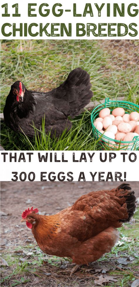 Best Chickens For Eggs, Chickens Backyard Breeds, Alaska Garden, Chicken Breeds For Eggs, Chicken Tips, Best Laying Chickens, Urban Chicken, Garden Critters, Laying Chickens Breeds